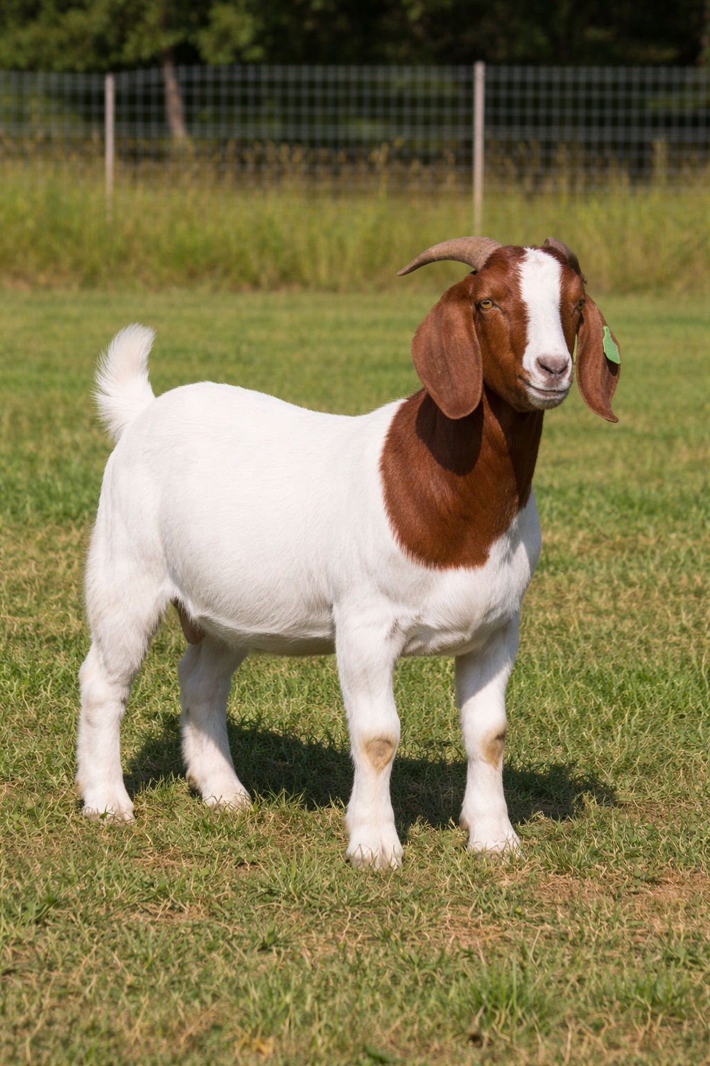 Deposit/ Reserve Eid Large goat @100 lbs live weight