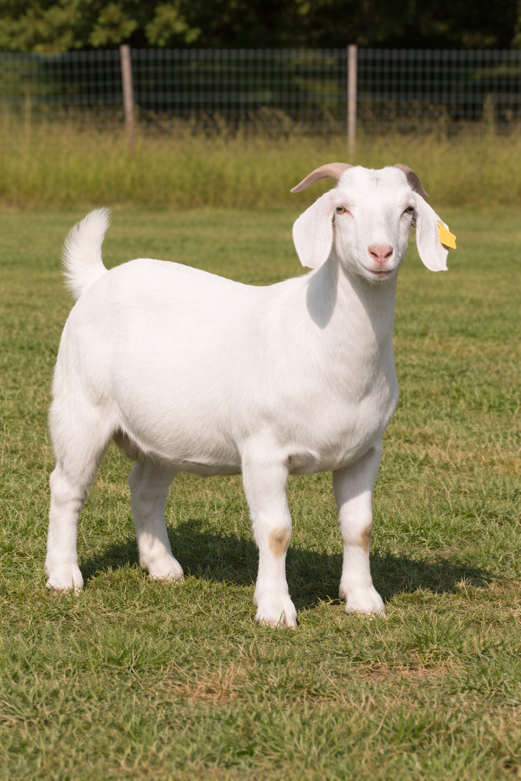 Deposit/ Reserve Eid Large goat @100 lbs live weight