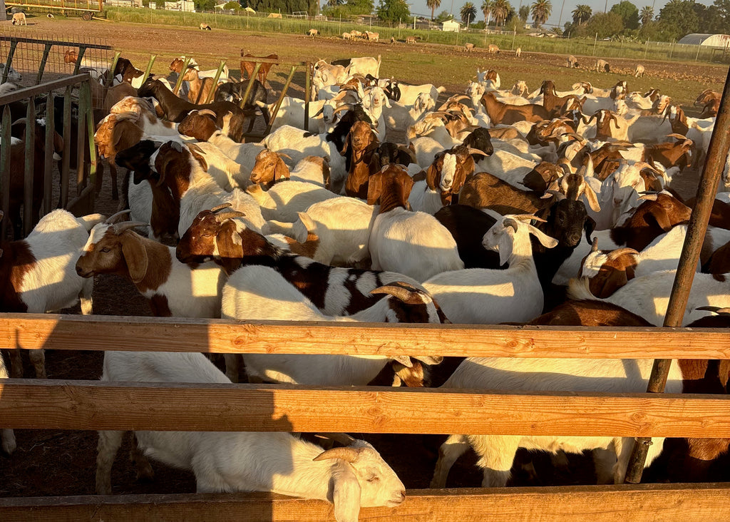 Deposit/ Reserve Eid Large goat @100 lbs live weight